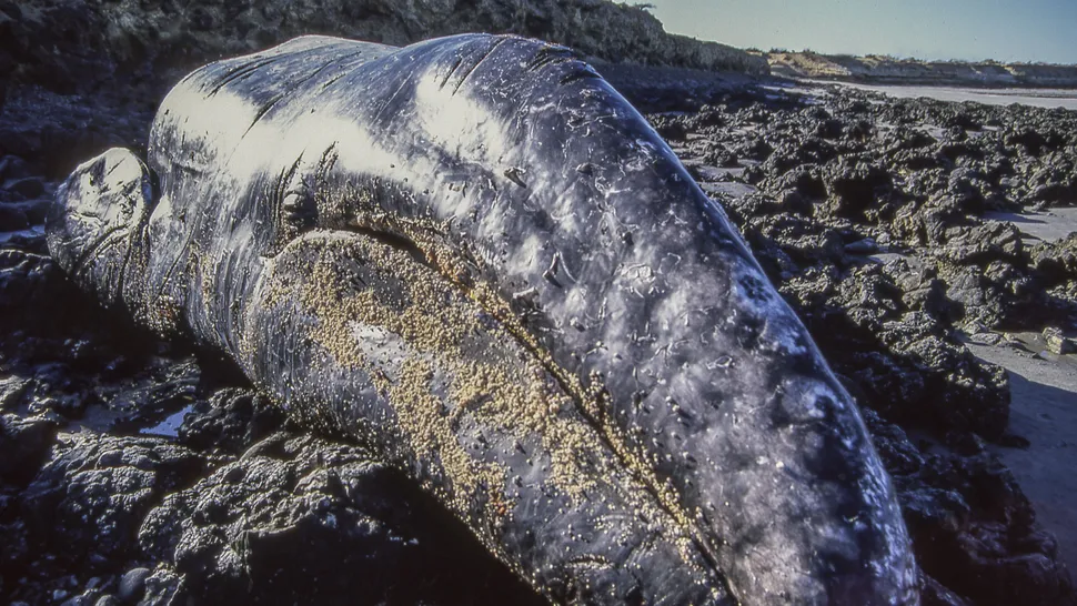 dead whales in-vesica.com In-Vesica Art Design Energy A-dead-grey-whale-CampPhoto-via-Getty-Images