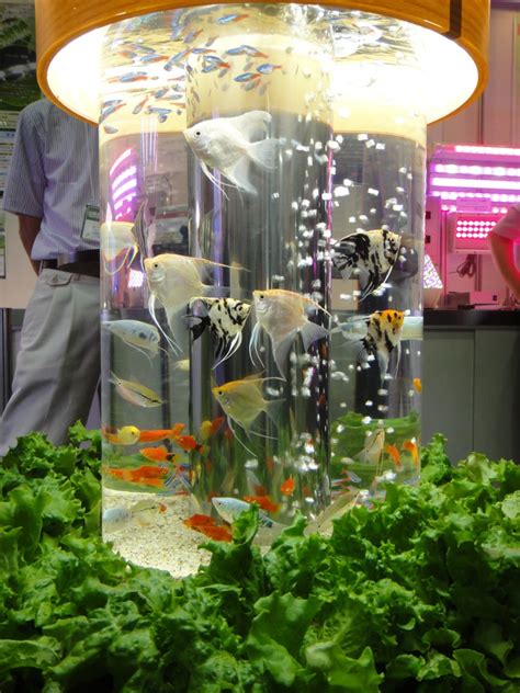 Aquaponics DIY kit by reefbuilders.com