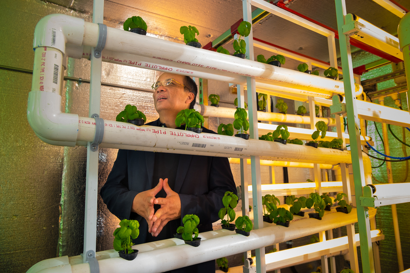 Vertical Hydroponics Garden