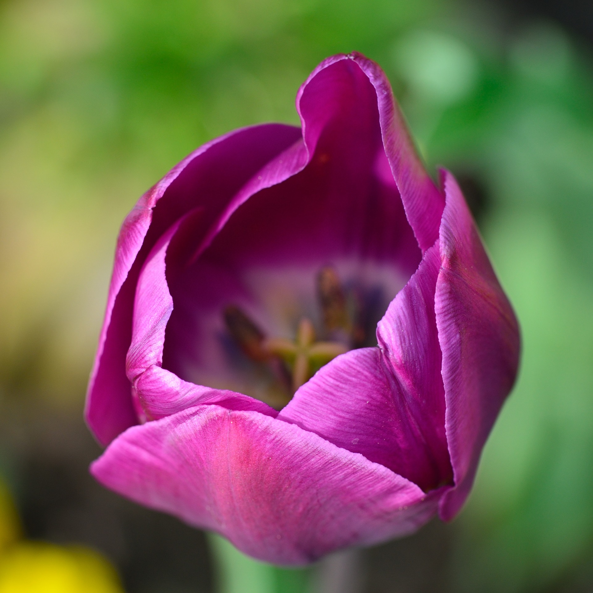 Purple Flower