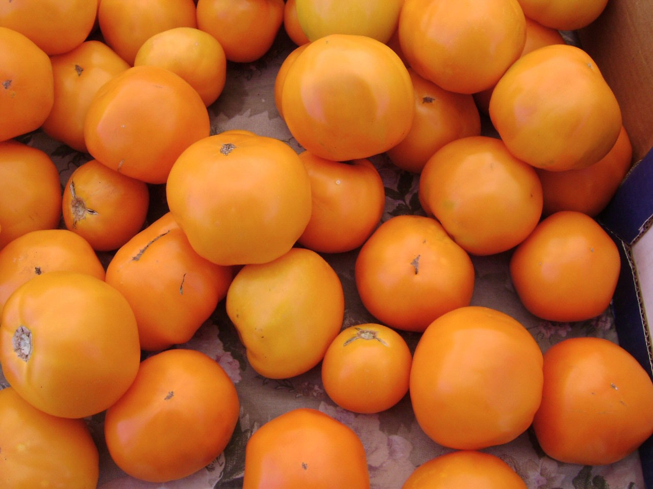 oranges-ALWH