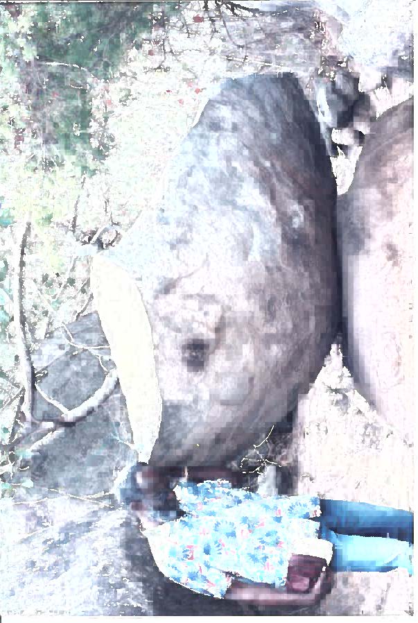 Clement-Hill-on-Virgin-Gorda-UK-by-Allison-L-Williams-Hill Clement-Hill-on-Virgin-Gorda-UK-by-Allison-L-Williams-Hill