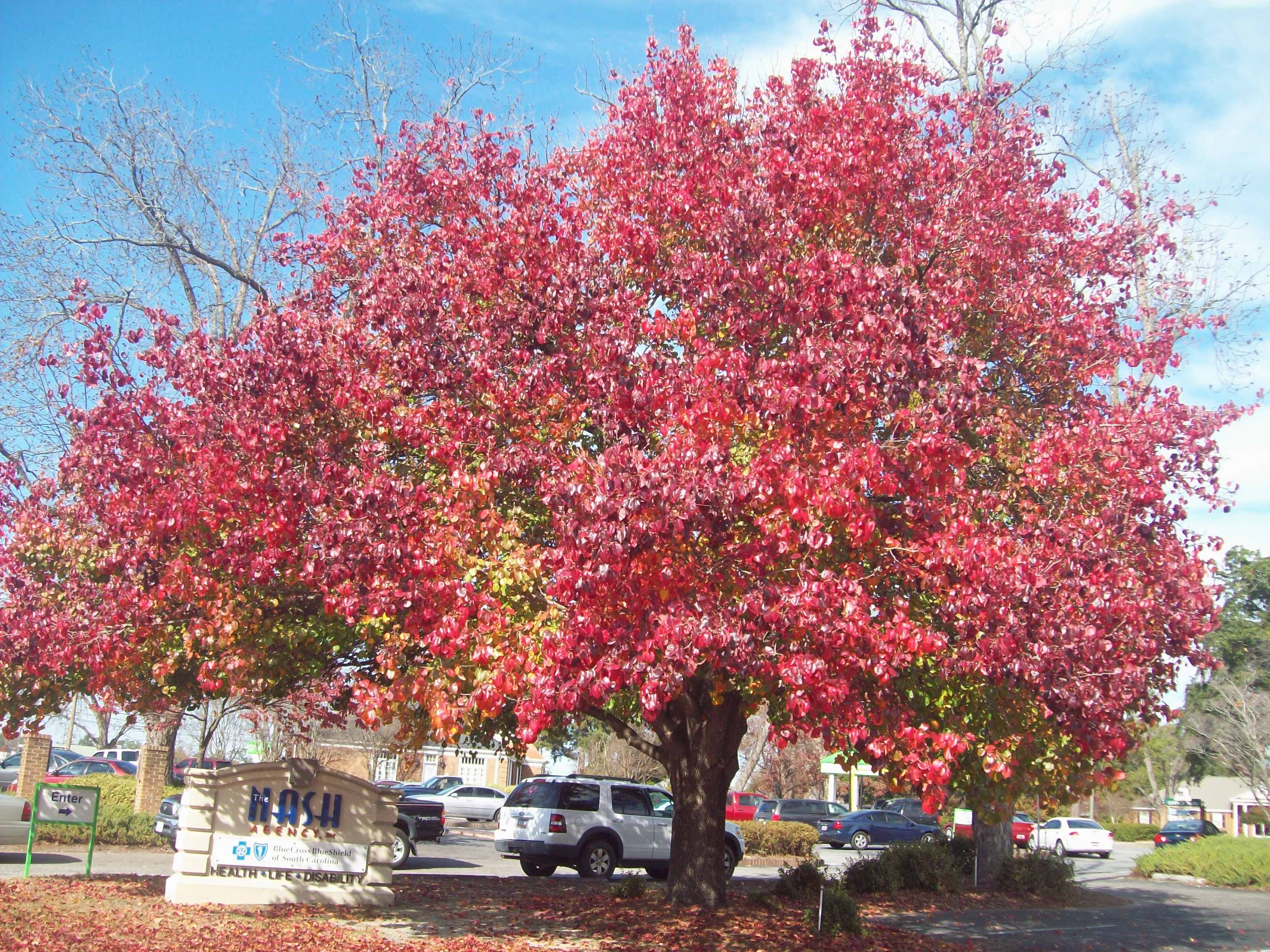fall in-vesica.com In-Vesica Art Design Energy North Road Trees-2 by Allison L. Williams Hill