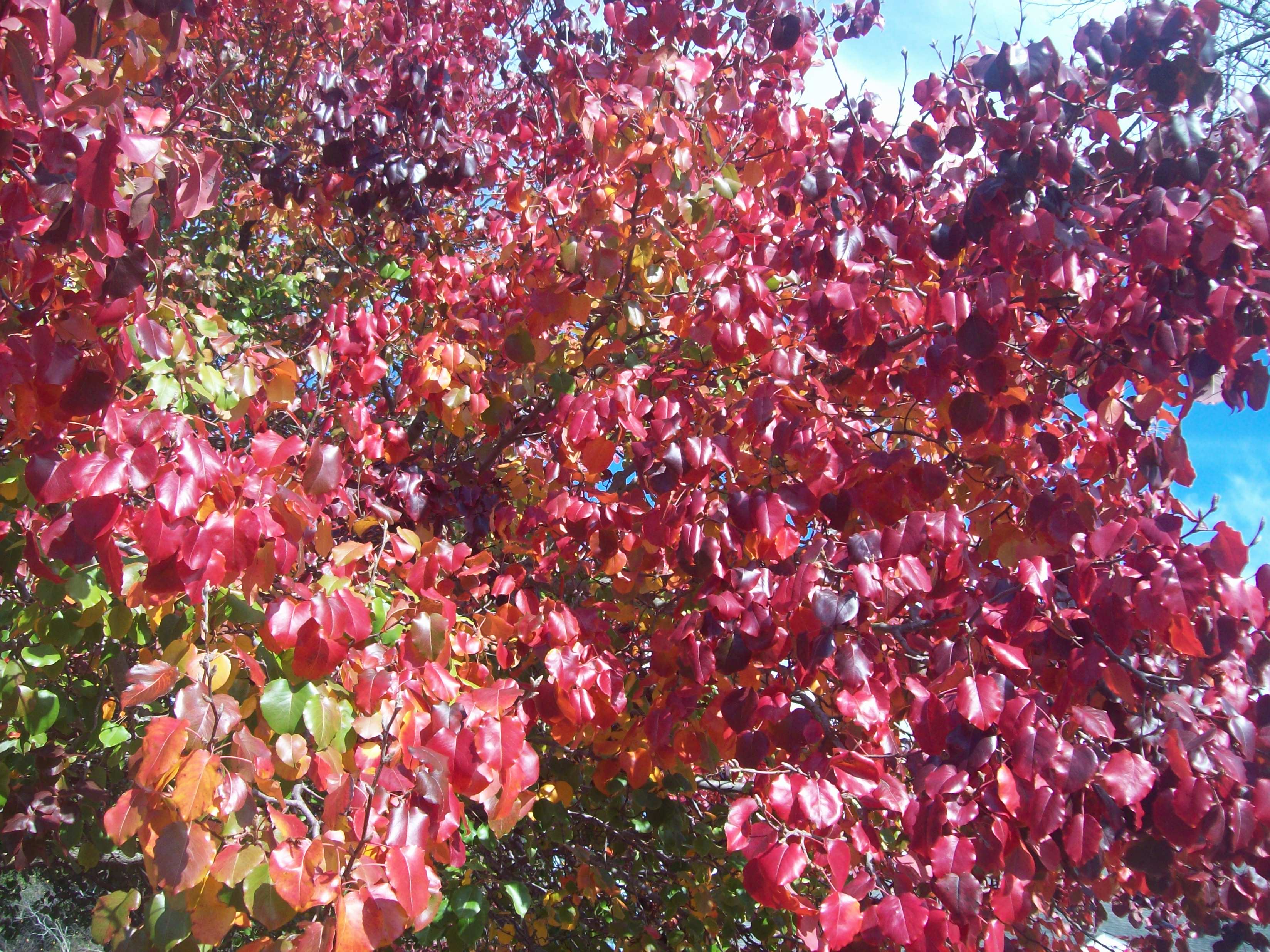 fall in-vesica.com In-Vesica Art Design Energy North Road Tree by Allison L. W@illiams Hill