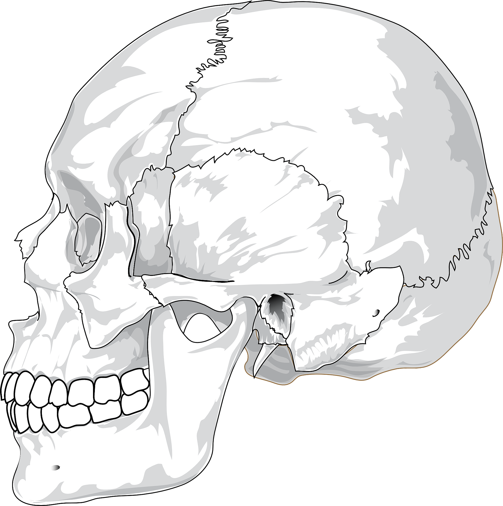 Mouth in-vesica.com In-Vesica Art Design Energy profile of human skull